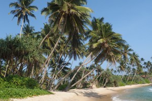 Überwintern in Sri Lanka