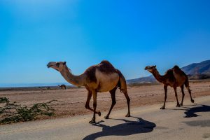 Überwintern im Oman